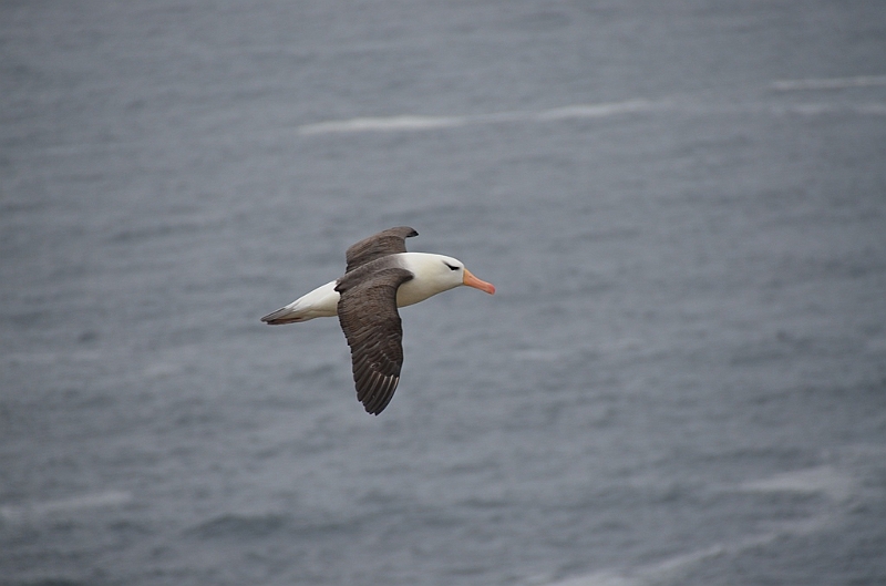 081_Falkland_Islands_New_Island.JPG