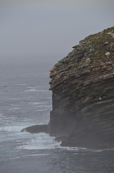 089_Falkland_Islands_New_Island.JPG