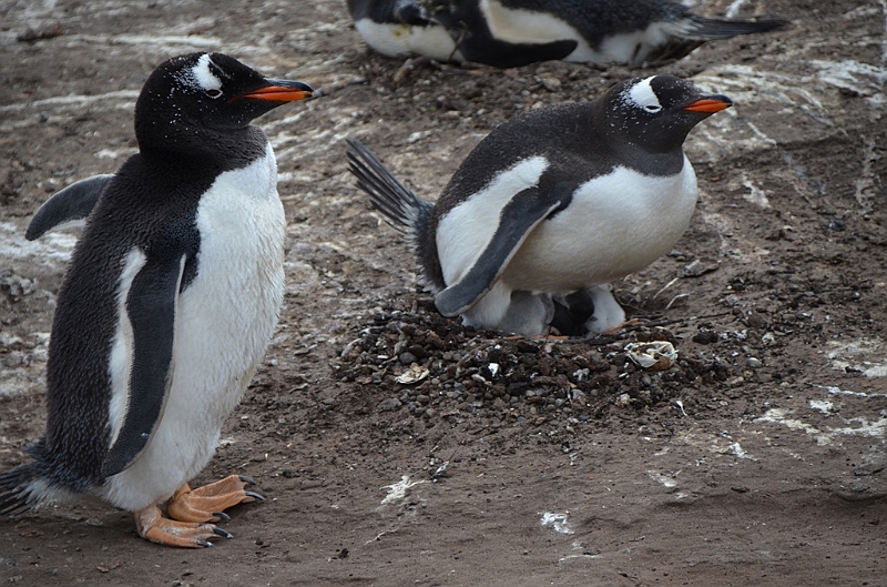 104_Falkland_Islands_Grave_Cove_Eselspinguin.JPG