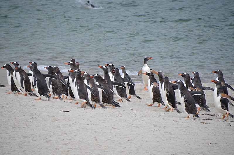 116_Falkland_Islands_Grave_Cove_Eselspinguin.JPG
