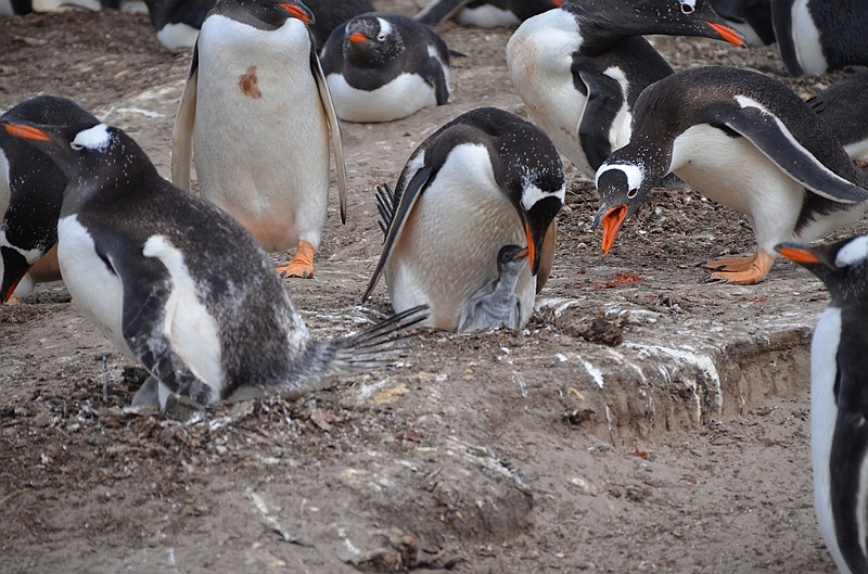 132_Falkland_Islands_Grave_Cove_Eselspinguin.JPG