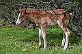 024_Argentina_Tierra_del_Fuego_National_Park