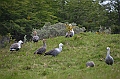 025_Argentina_Tierra_del_Fuego_National_Park