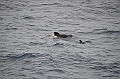 041_Falkland_Islands_Pilotwal