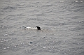 042_Falkland_Islands_Pilotwal