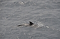 044_Falkland_Islands_Pilotwal