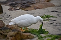 049_Falkland_Islands_New_Island