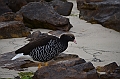 050_Falkland_Islands_New_Island