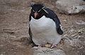 068_Falkland_Islands_New_Island_Felsenpinguin