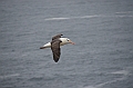 081_Falkland_Islands_New_Island