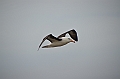 083_Falkland_Islands_New_Island_Albatros