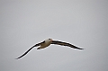 087_Falkland_Islands_New_Island_Albatros