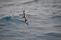 178_Falkland_Islands