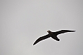 182_Falkland_Islands