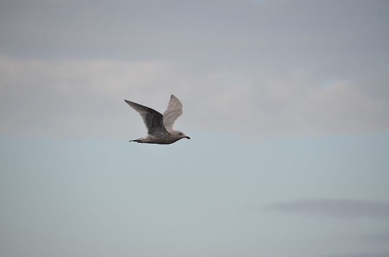 034_USA_Alaska_St_Georges_Island.JPG