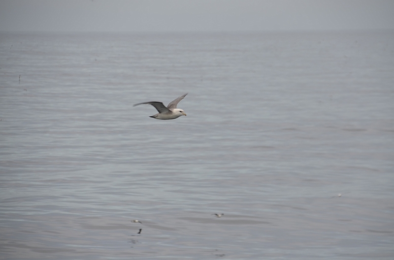 035_USA_Alaska_St_Georges_Island.JPG