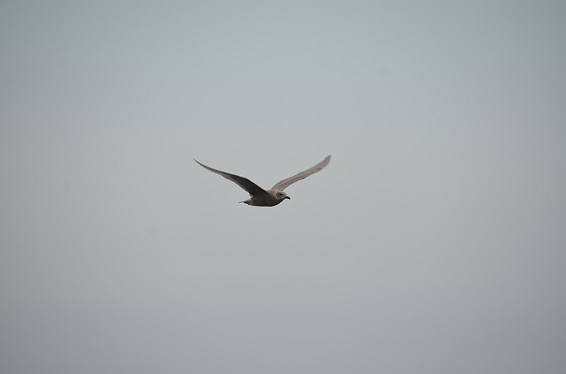 036_USA_Alaska_St_Georges_Island.JPG