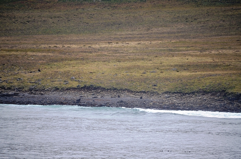 040_USA_Alaska_St_Georges_Island_Seals.JPG