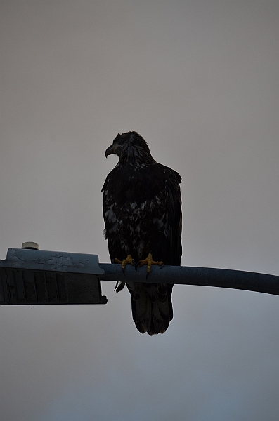 053_USA_Alaska_Dutch_Harbor.JPG
