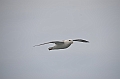033_USA_Alaska_St_Georges_Island