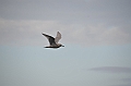 034_USA_Alaska_St_Georges_Island