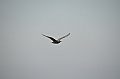 036_USA_Alaska_St_Georges_Island