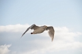 094_USA_Alaska_Unalaska_Island