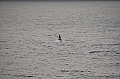121_USA_Alaska_Unalaska_Island_Humpback_Whale