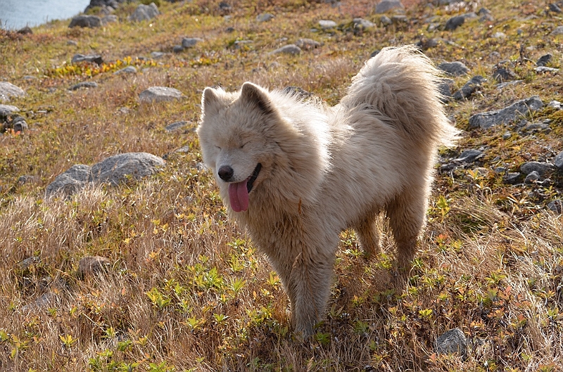 099_Arctic_Russia_Cape_Dezhnev.JPG