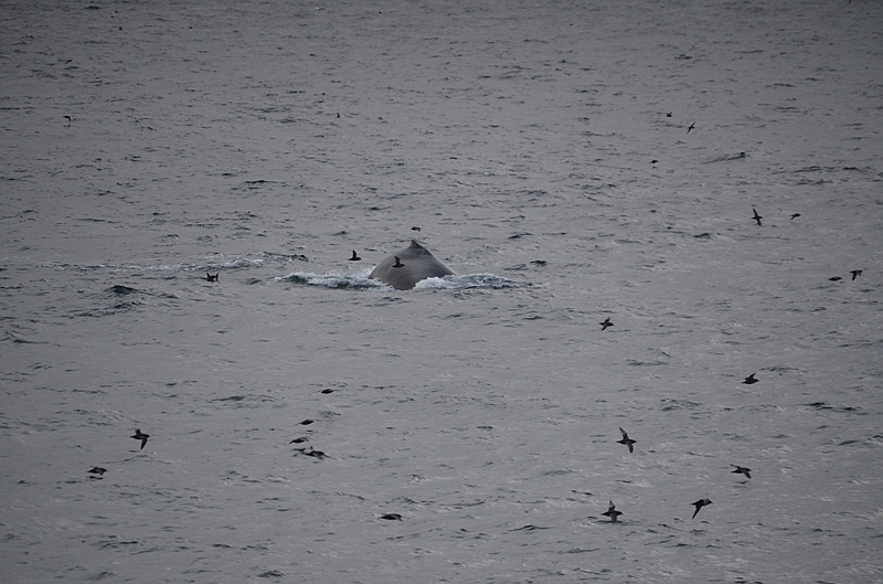 132_Arctic_Russia_Chukchi_Sea_Humpback_Whale.JPG