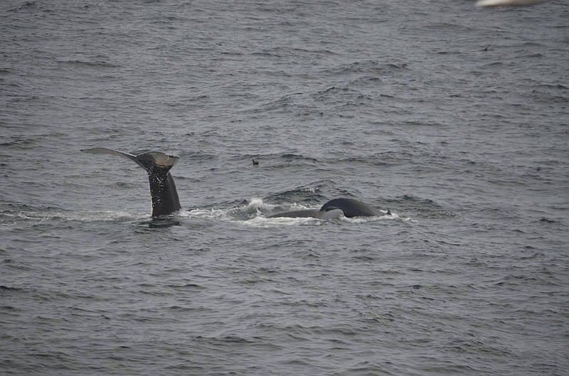 145_Arctic_Russia_Chukchi_Sea_Humpback_Whale.JPG