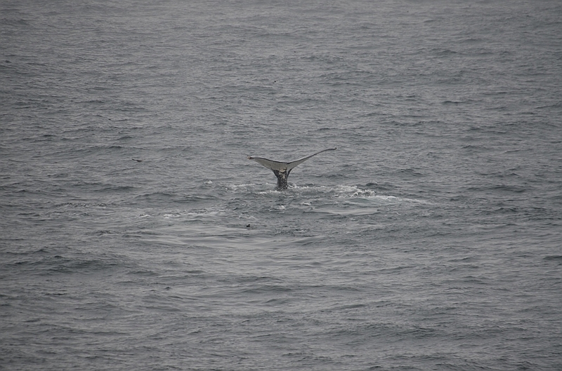 149_Arctic_Russia_Chukchi_Sea_Humpback_Whale.JPG