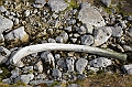 079_Arctic_Russia_Cape_Dezhnev