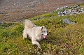 083_Arctic_Russia_Cape_Dezhnev