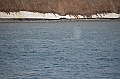 124_Arctic_Russia_Cape_Dezhnev_Grey_Whale