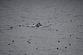 132_Arctic_Russia_Chukchi_Sea_Humpback_Whale