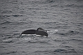 139_Arctic_Russia_Chukchi_Sea_Humpback_Whale