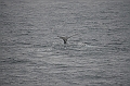 149_Arctic_Russia_Chukchi_Sea_Humpback_Whale