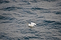 151_Arctic_Russia_Chukchi_Sea_Humpback_Whale