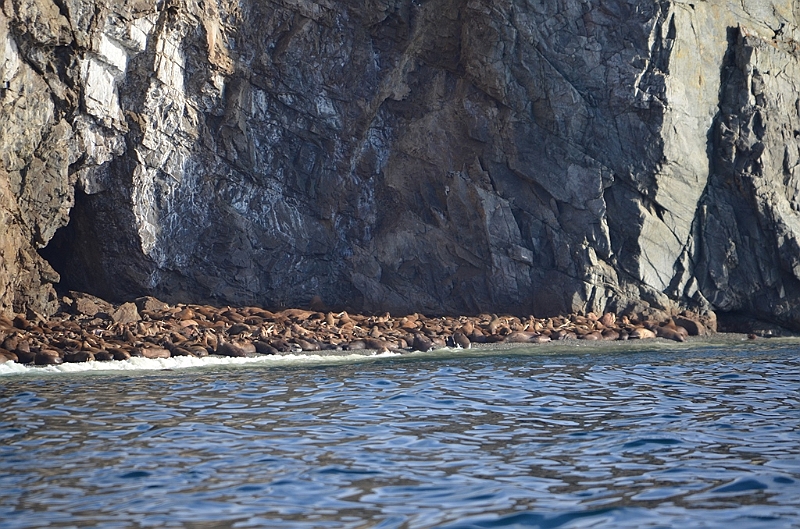 034_Russia_Herald_Island.JPG
