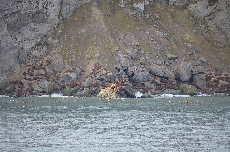 063_Russia_Wrangel_Island_Cape_Waring.JPG