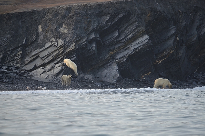 071_Russia_Wrangel_Island_Cape_Waring.JPG