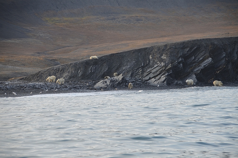 072_Russia_Wrangel_Island_Cape_Waring.JPG