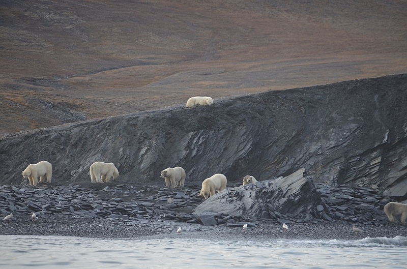 075_Russia_Wrangel_Island_Cape_Waring.JPG