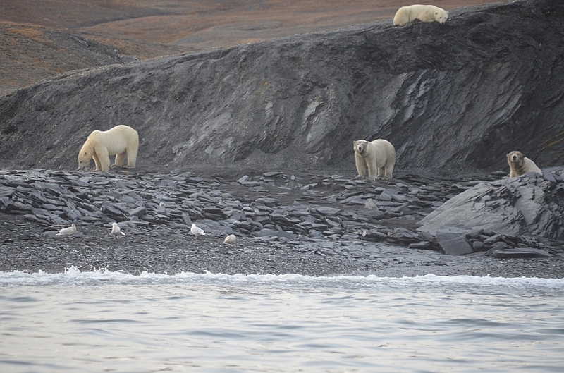 080_Russia_Wrangel_Island_Cape_Waring.JPG
