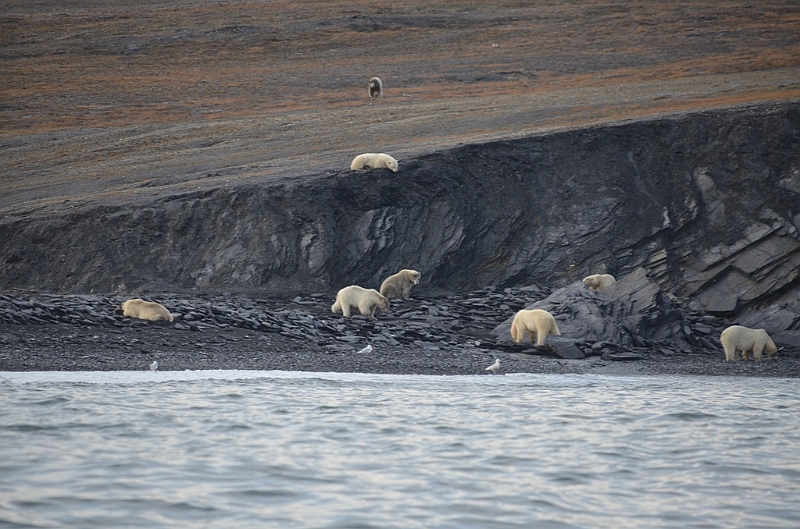 093_Russia_Wrangel_Island_Cape_Waring.JPG