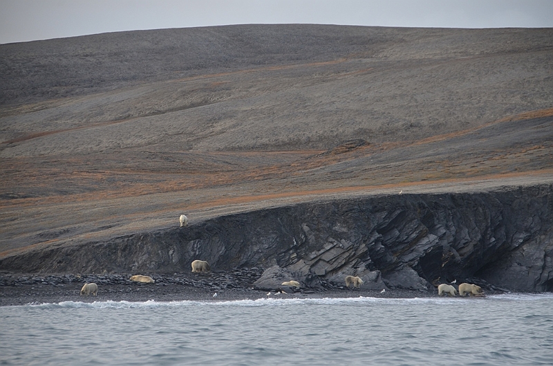 096_Russia_Wrangel_Island_Cape_Waring.JPG