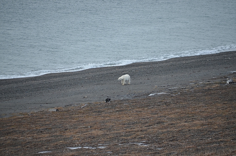 125_Russia_Wrangel_Island.JPG