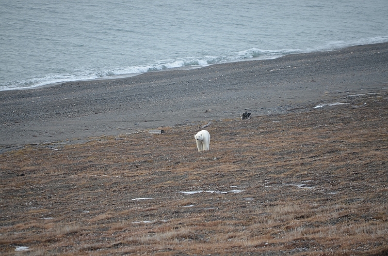 127_Russia_Wrangel_Island.JPG