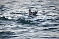 036_Russia_Herald_Island
